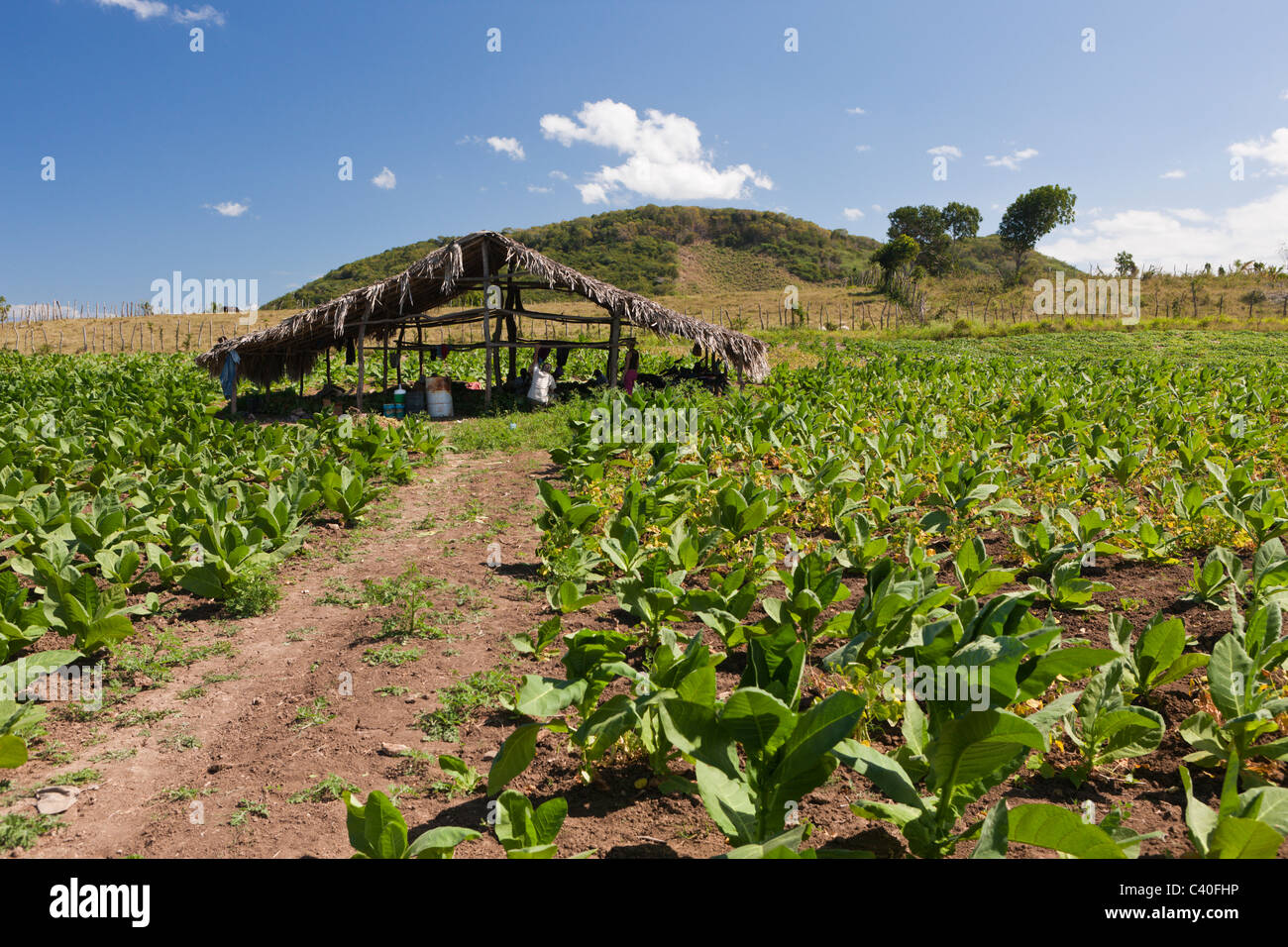 Tabacco Plantation in the Outback, Punta Rucia, Dominican Republic Stock Photo