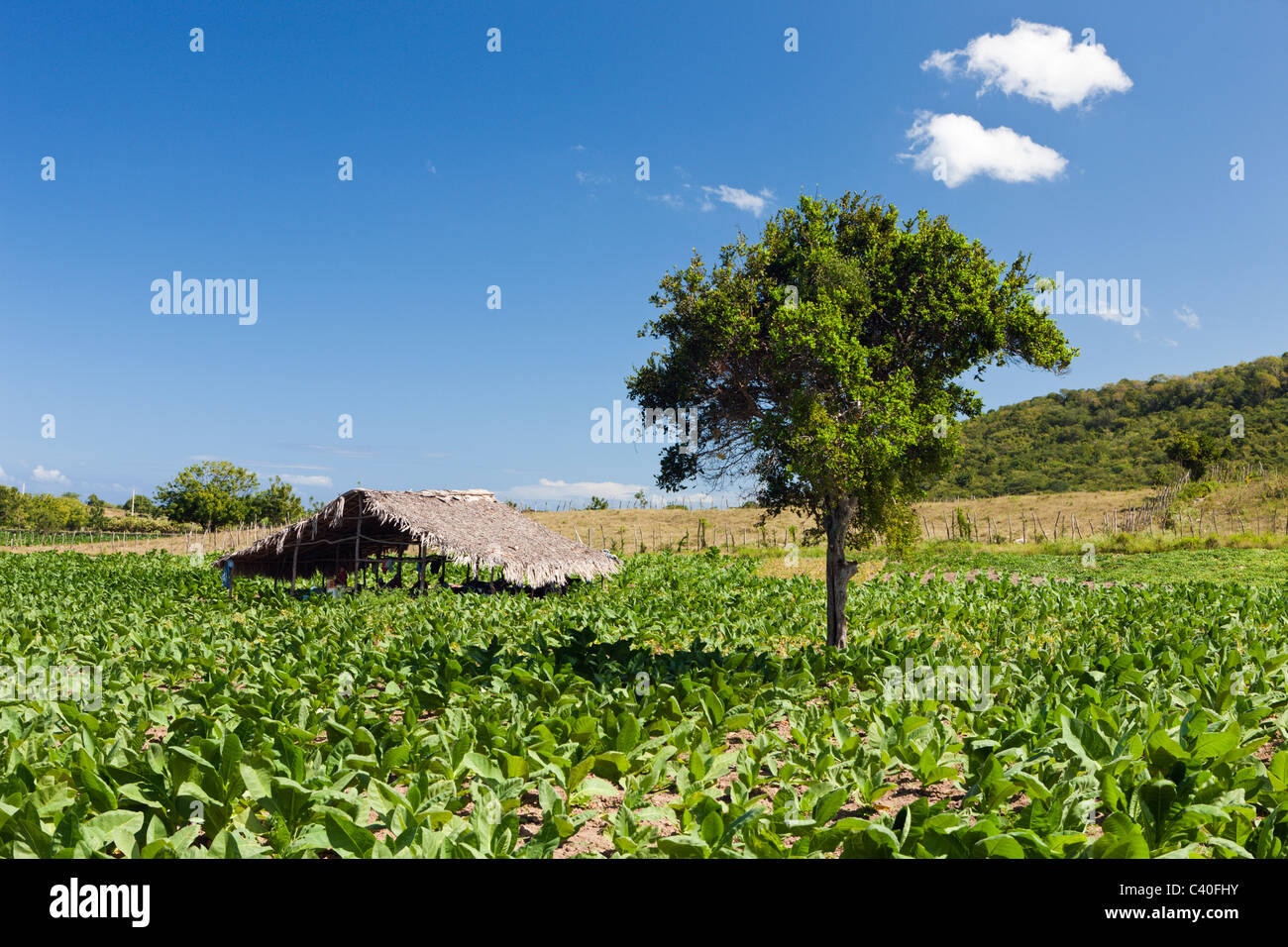 Tabacco Plantation in the Outback, Punta Rucia, Dominican Republic Stock Photo