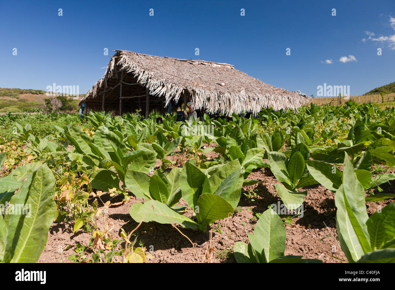 Tabacco Plantation in the Outback, Punta Rucia, Dominican Republic Stock Photo