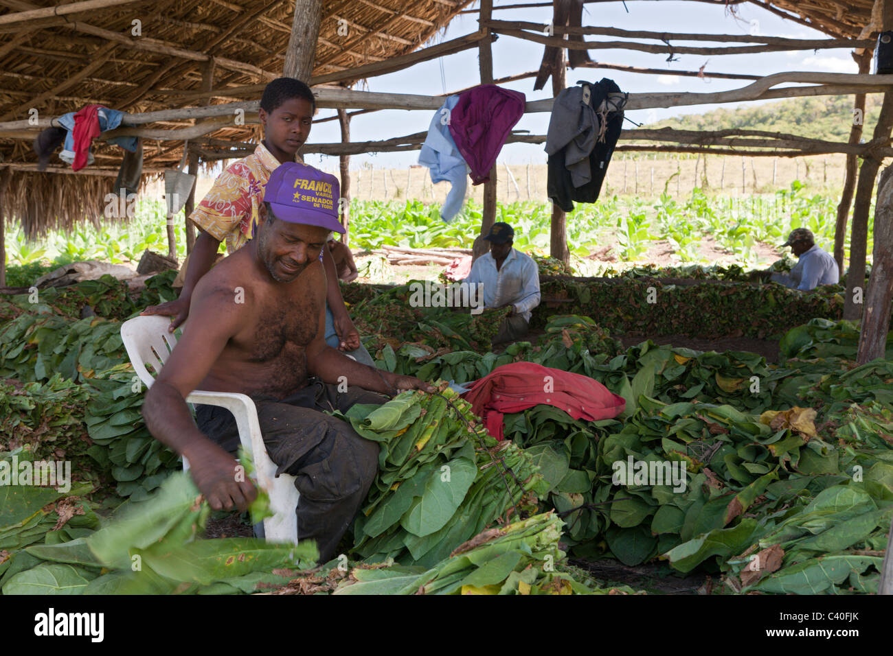 Workers of small Tabacco Plantation, Punta Rucia, Dominican Republic Stock Photo