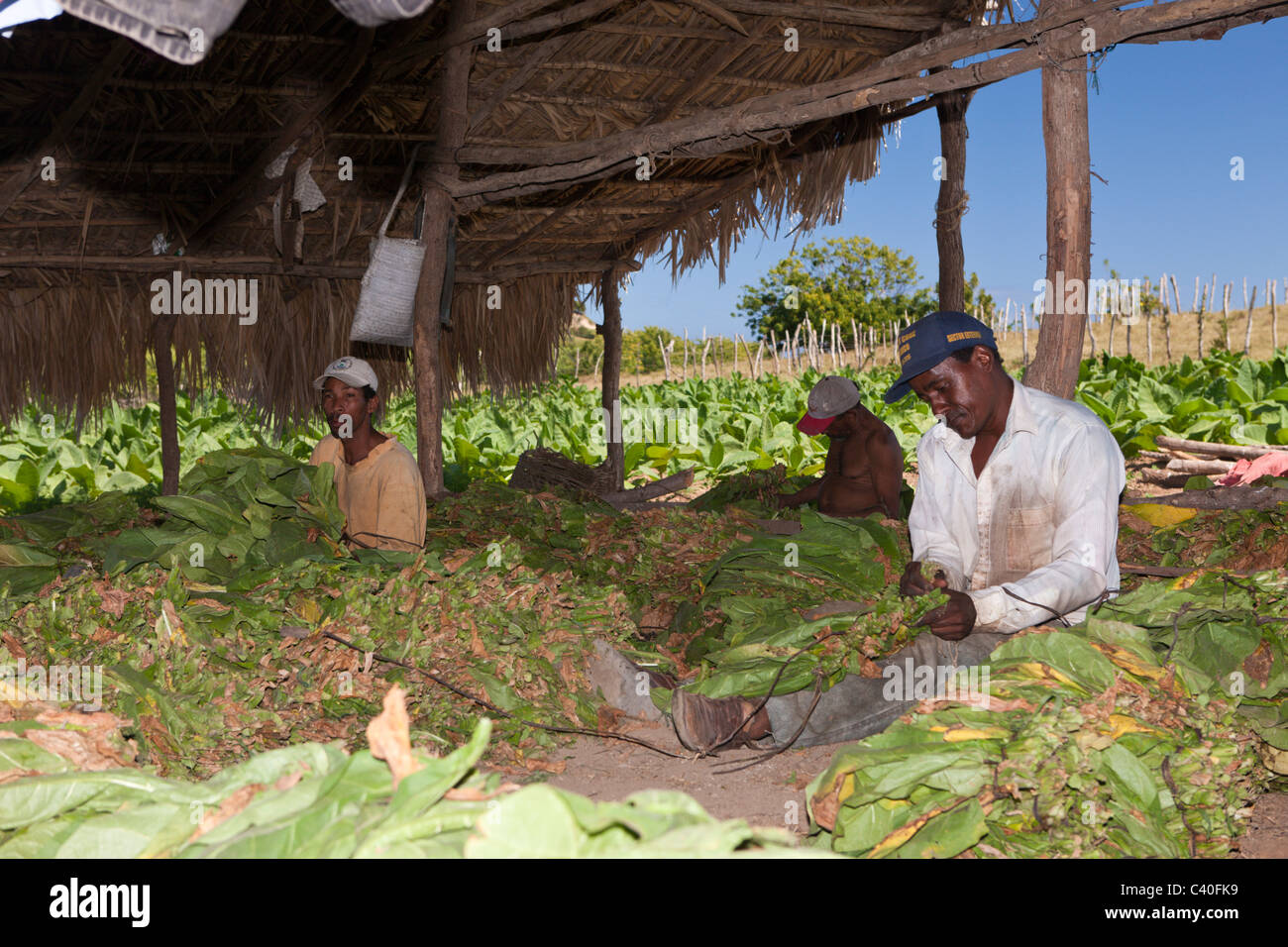 Workers of small Tabacco Plantation, Punta Rucia, Dominican Republic Stock Photo