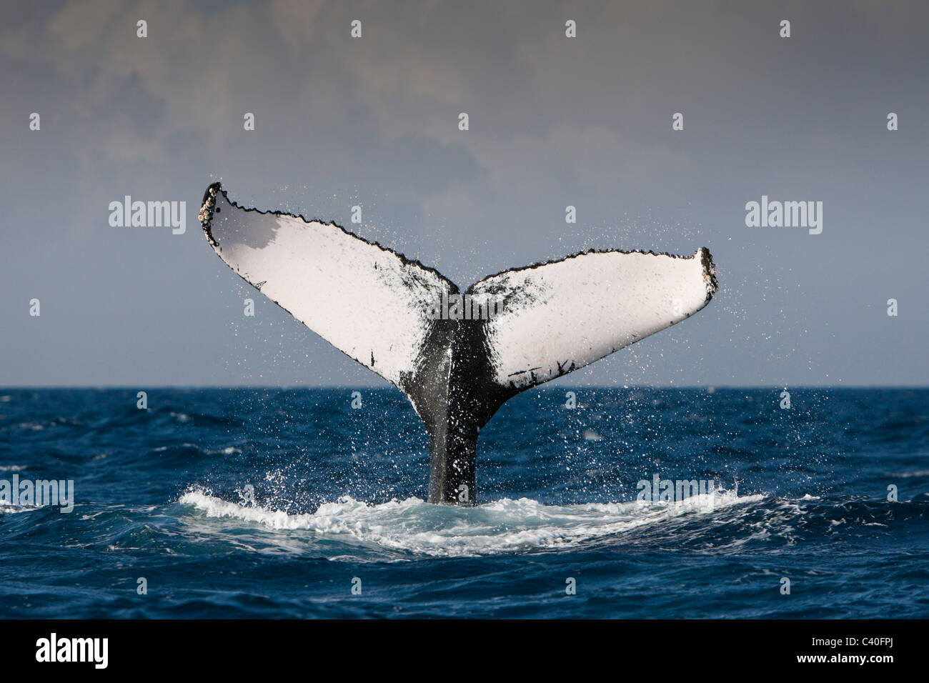 Humpback whale tail hi-res stock photography and images - Alamy