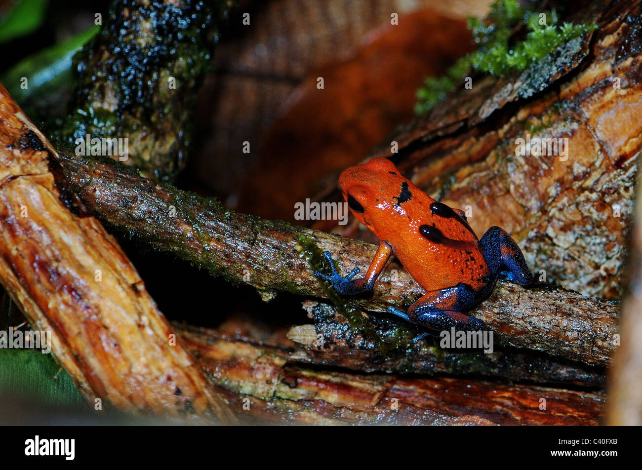 Frog, frogs, poison arrow frog, tadpoles, Oophaga pumilio, Amphibium