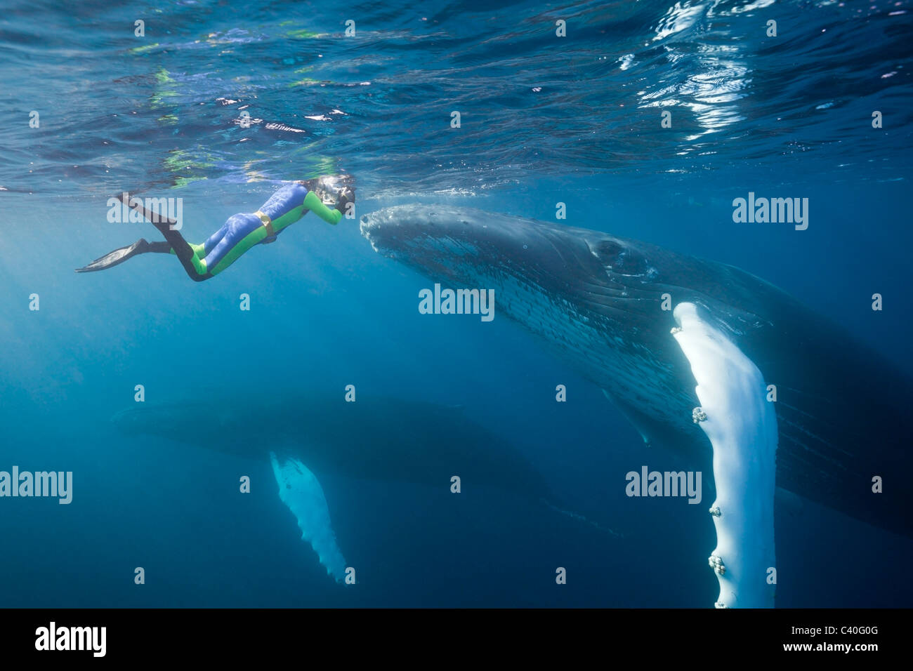 Humpback whale free dive hi-res stock photography and images - Alamy