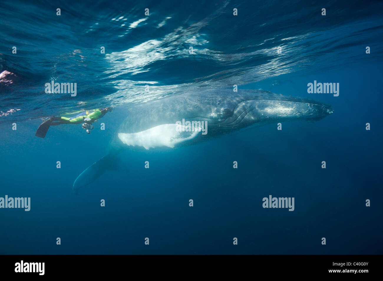 Snorkeler and Humpback Whale, Megaptera novaeangliae, Silver Bank, Atlantic Ocean, Dominican Republic Stock Photo