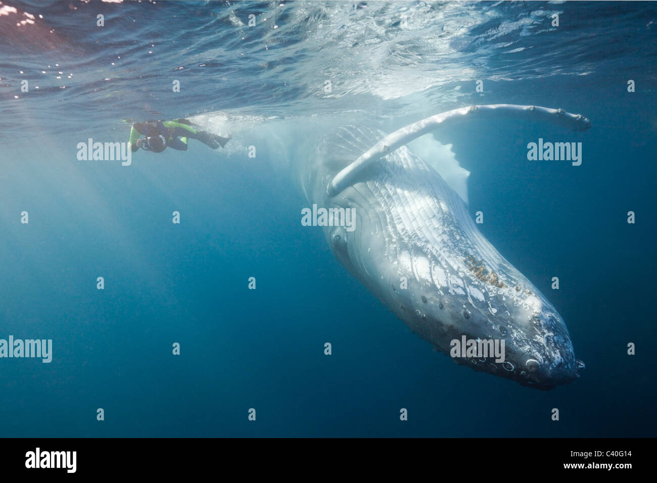 Snorkeler and Humpback Whale, Megaptera novaeangliae, Silver Bank, Atlantic Ocean, Dominican Republic Stock Photo