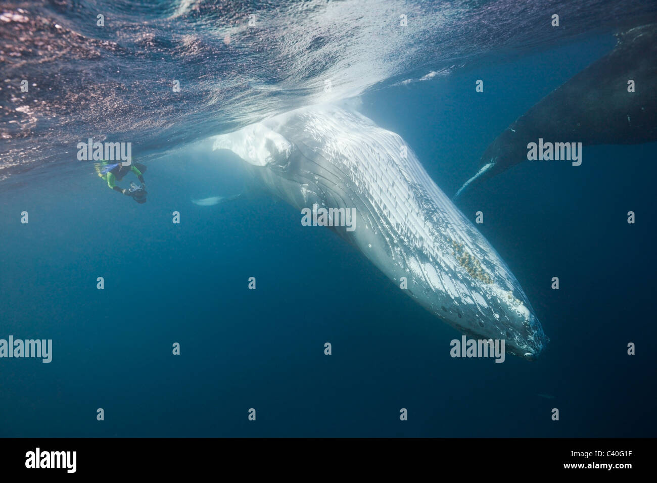 Snorkeler and Humpback Whale, Megaptera novaeangliae, Silver Bank, Atlantic Ocean, Dominican Republic Stock Photo