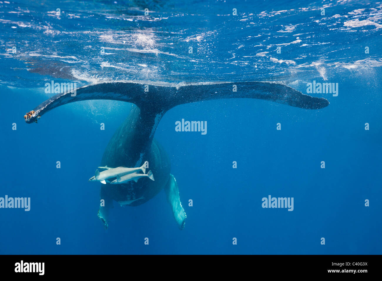 Humpback Whale Tail, Megaptera novaeangliae, Silver Bank, Atlantic Ocean, Dominican Republic Stock Photo