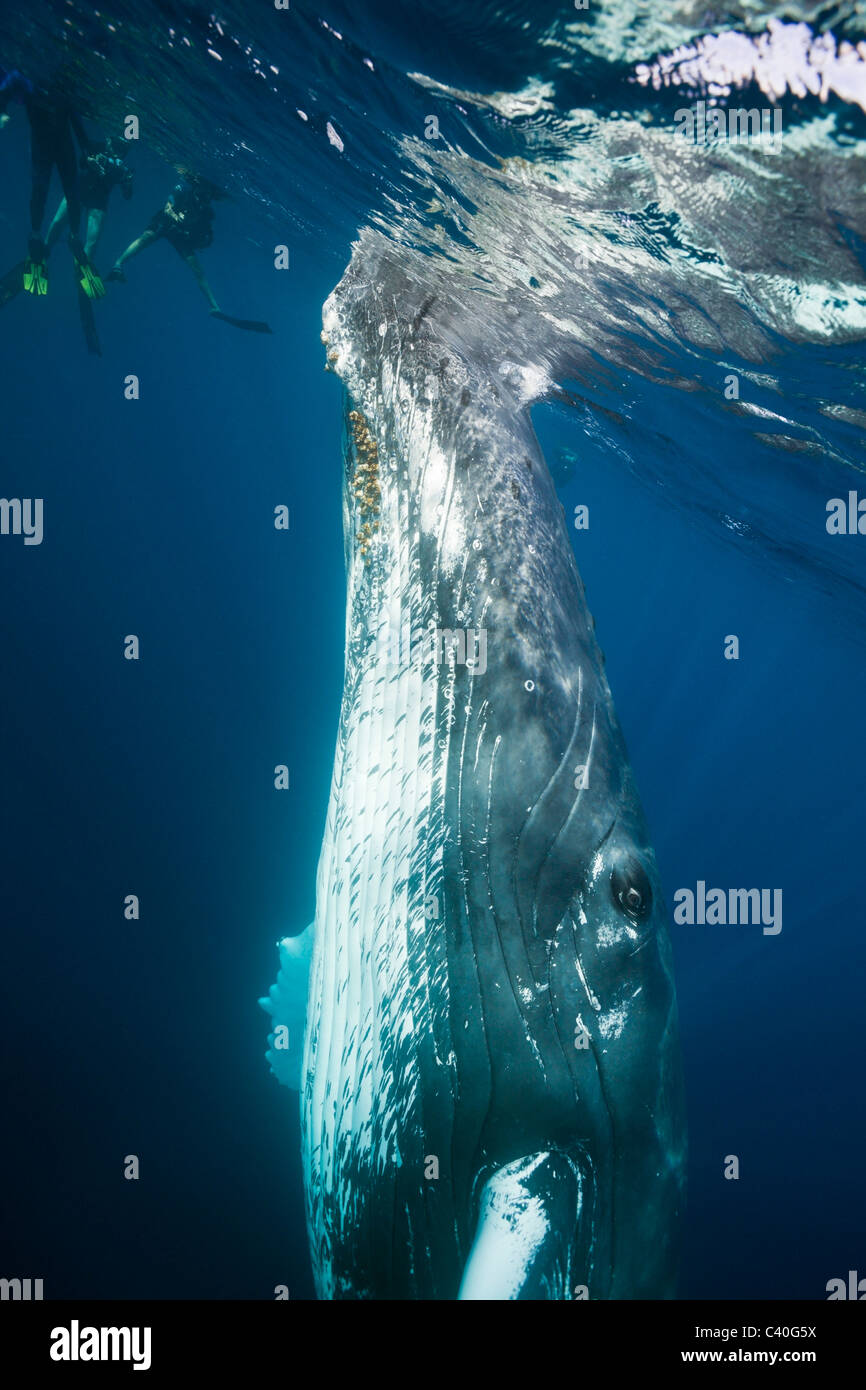 Humpback Whale, Megaptera novaeangliae, Silver Bank, Atlantic Ocean, Dominican Republic Stock Photo