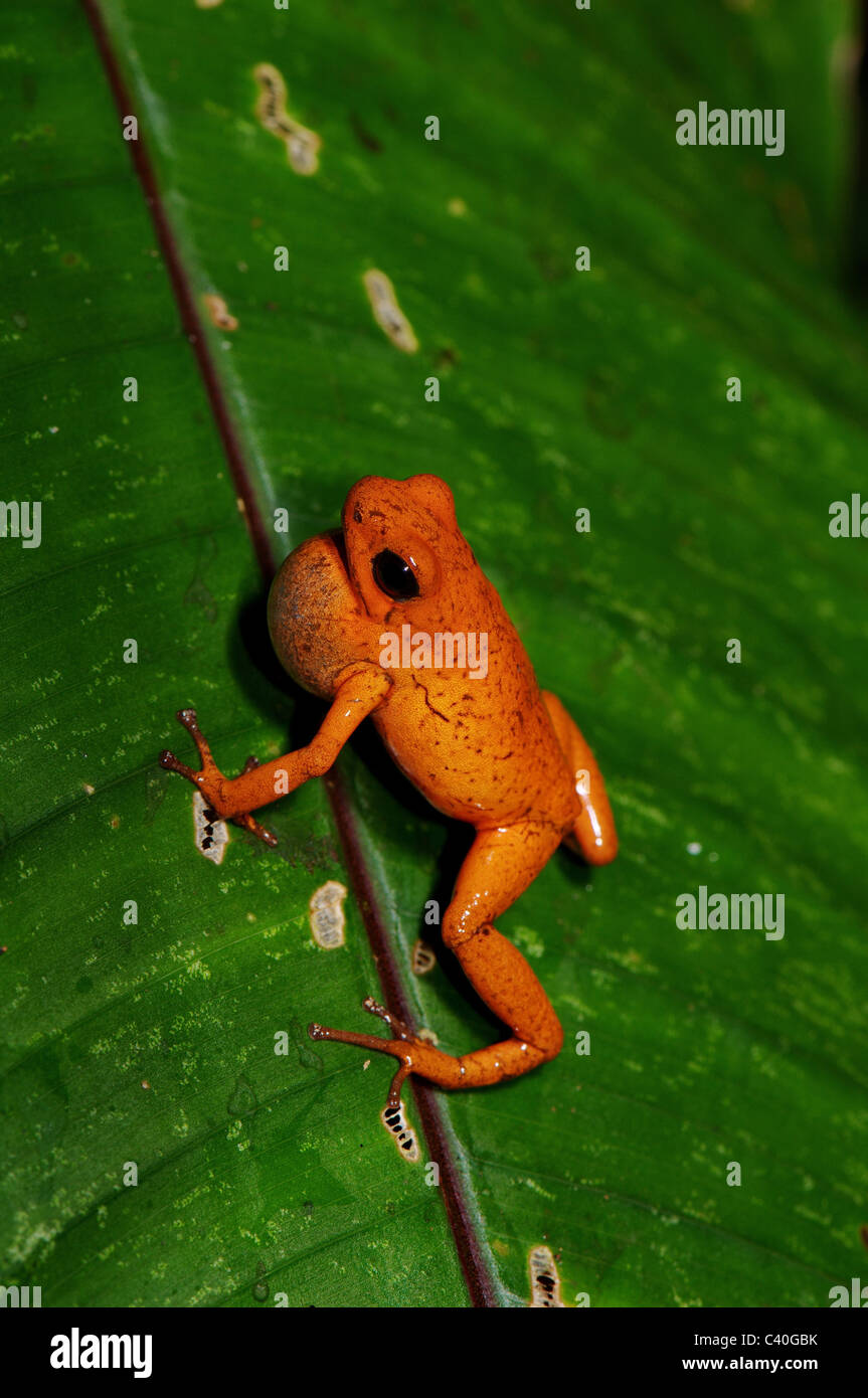 Frog, frogs, poison arrow frog, Oophaga pumilio, Amphibium, Amphibians, tropical, Costa Rica, animal, animals, fauna, wildlife, Stock Photo