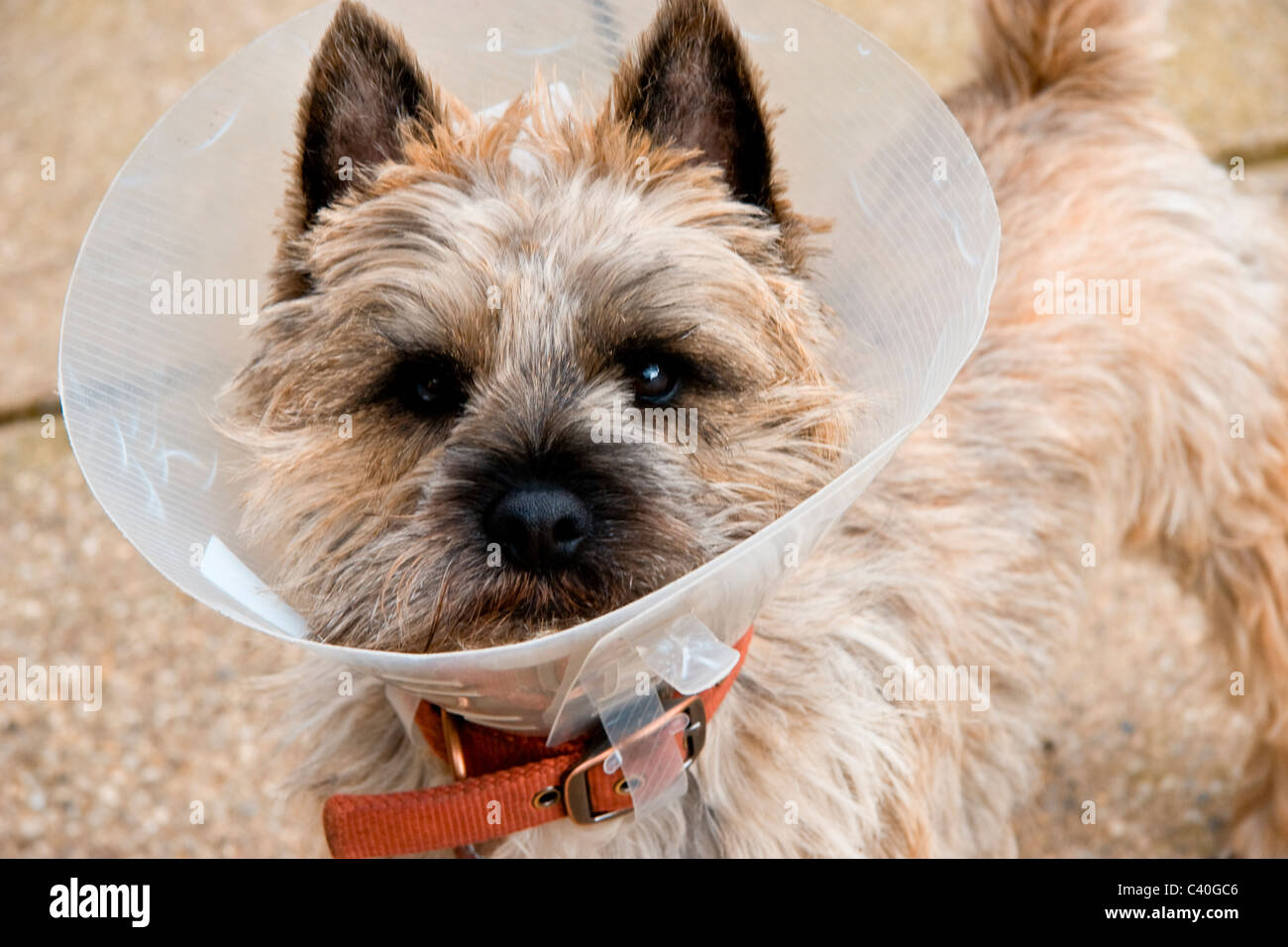 Castration operation hires stock photography and images Alamy