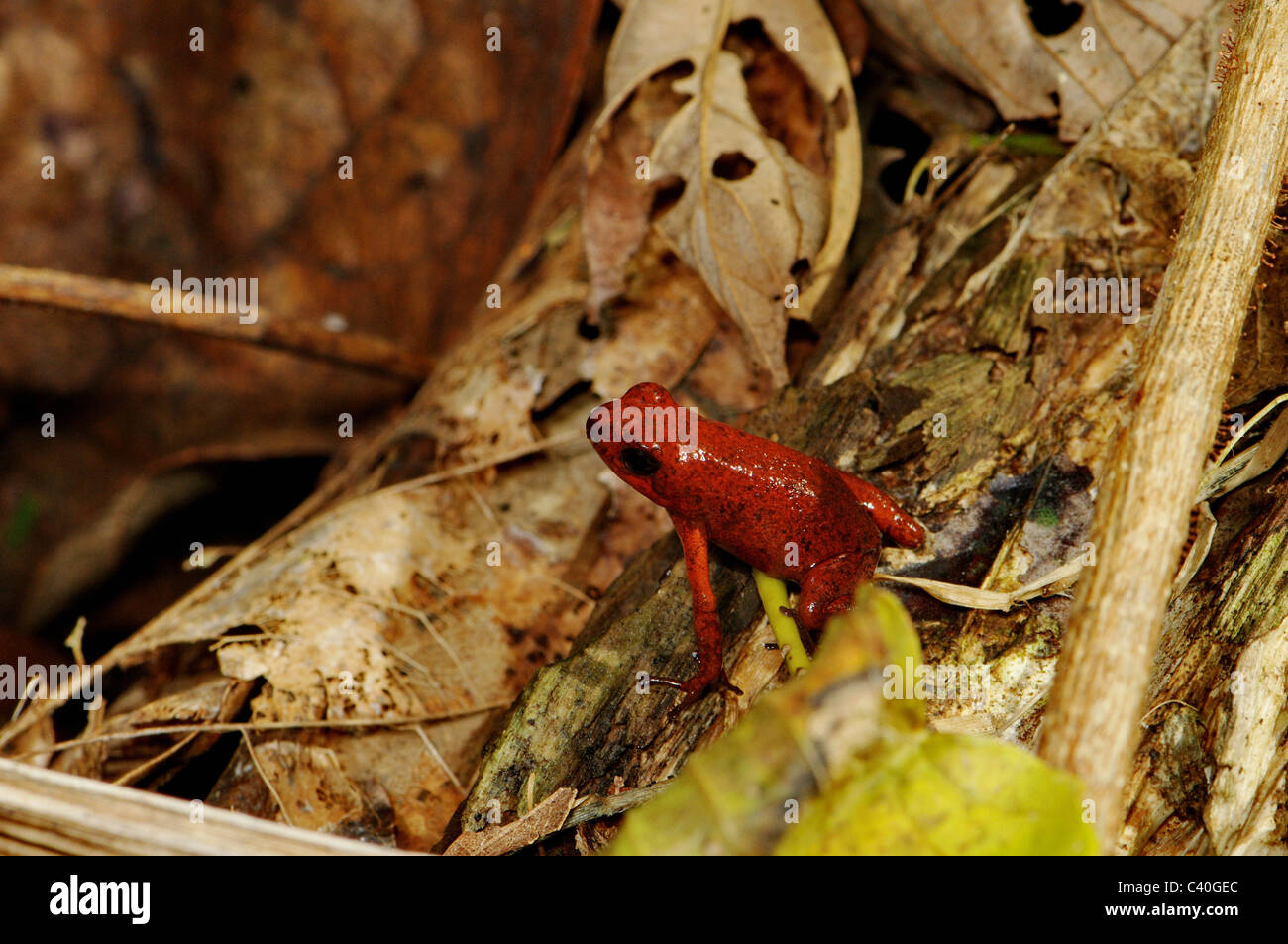 Frog, frogs, poison arrow frog, Oophaga pumilio, Amphibium, Amphibians