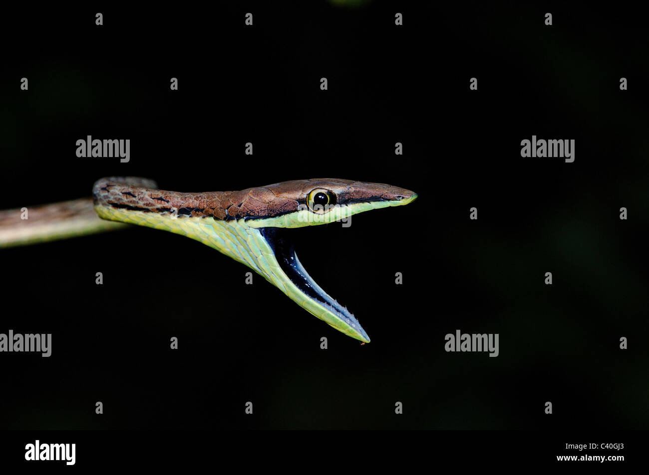 Brown vine snake, liana snake, Oxybelis aeneus, tree snake, snake