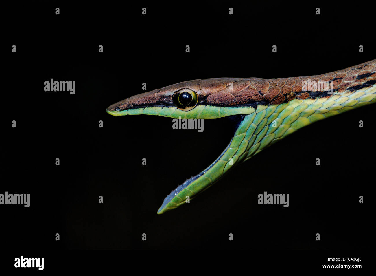 Brown vine snake, liana snake, Oxybelis aeneus, tree snake, snake, snakes, reptile, reptiles, venomous, thread display, scale, s Stock Photo