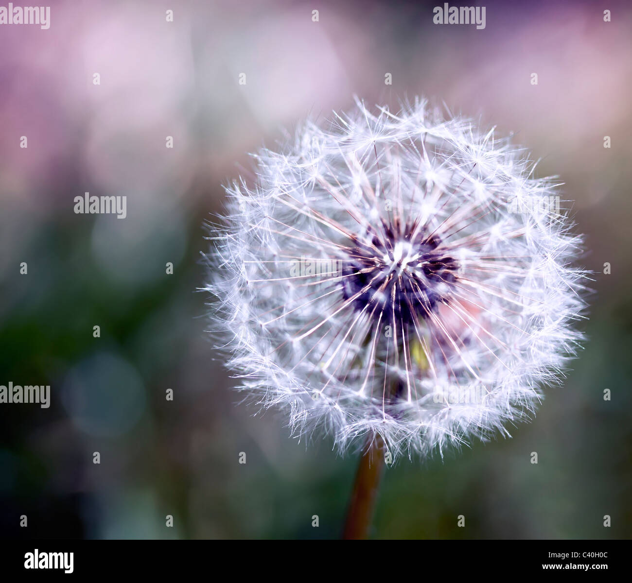 Wind flower Stock Photo