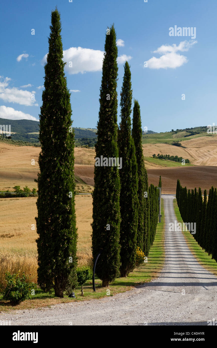 Road along the cypresses in Val d'Orcia, Tuscany, Italy Stock Photo