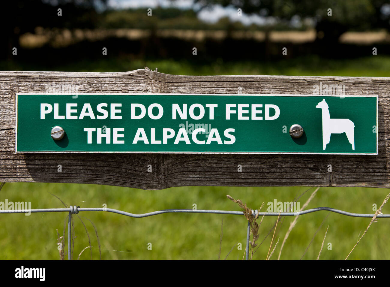 Sign. Do Not Feed The Alpacas. Sussex, England, UK Stock Photo Alamy