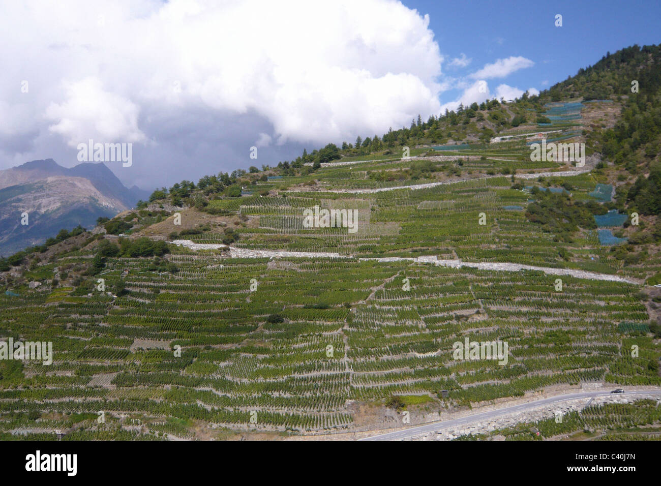 Switzerland, Valais, Visperterminen, vineyard, wine, shoots, wine cultivation Stock Photo