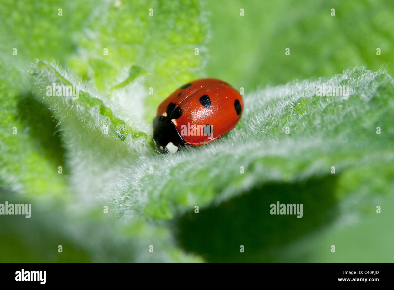 Ladybird on a leaf Stock Photo