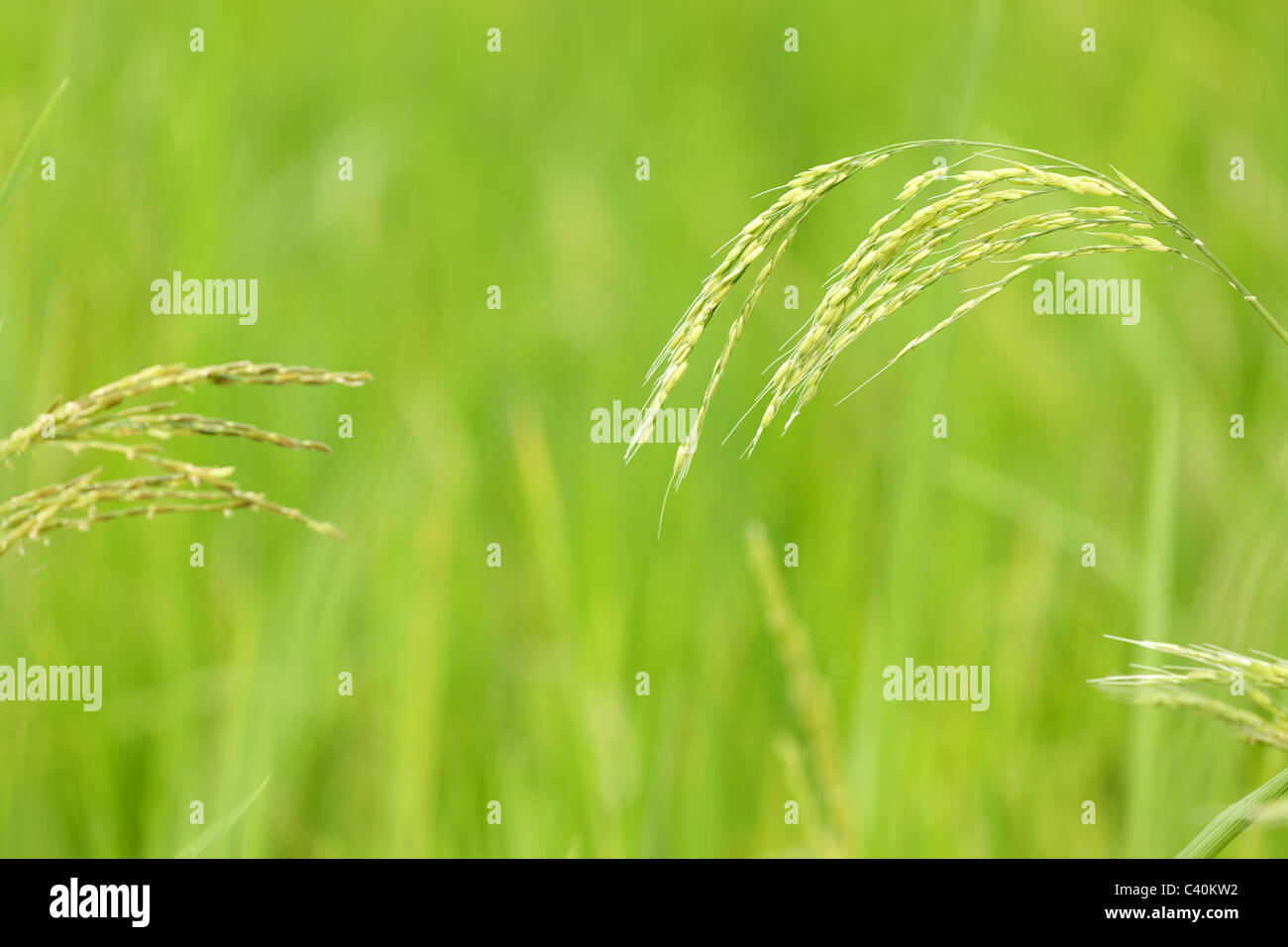 detail on rice stem and grain in a thai field Stock Photo