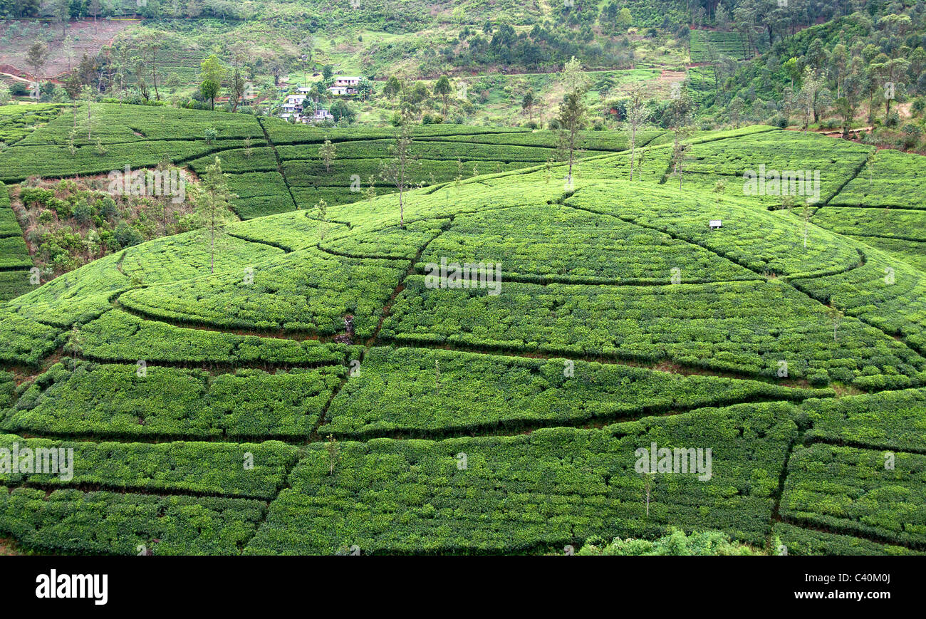 Tea plantation Nuwara Eliya Central Highlands Sri Lanka Stock Photo