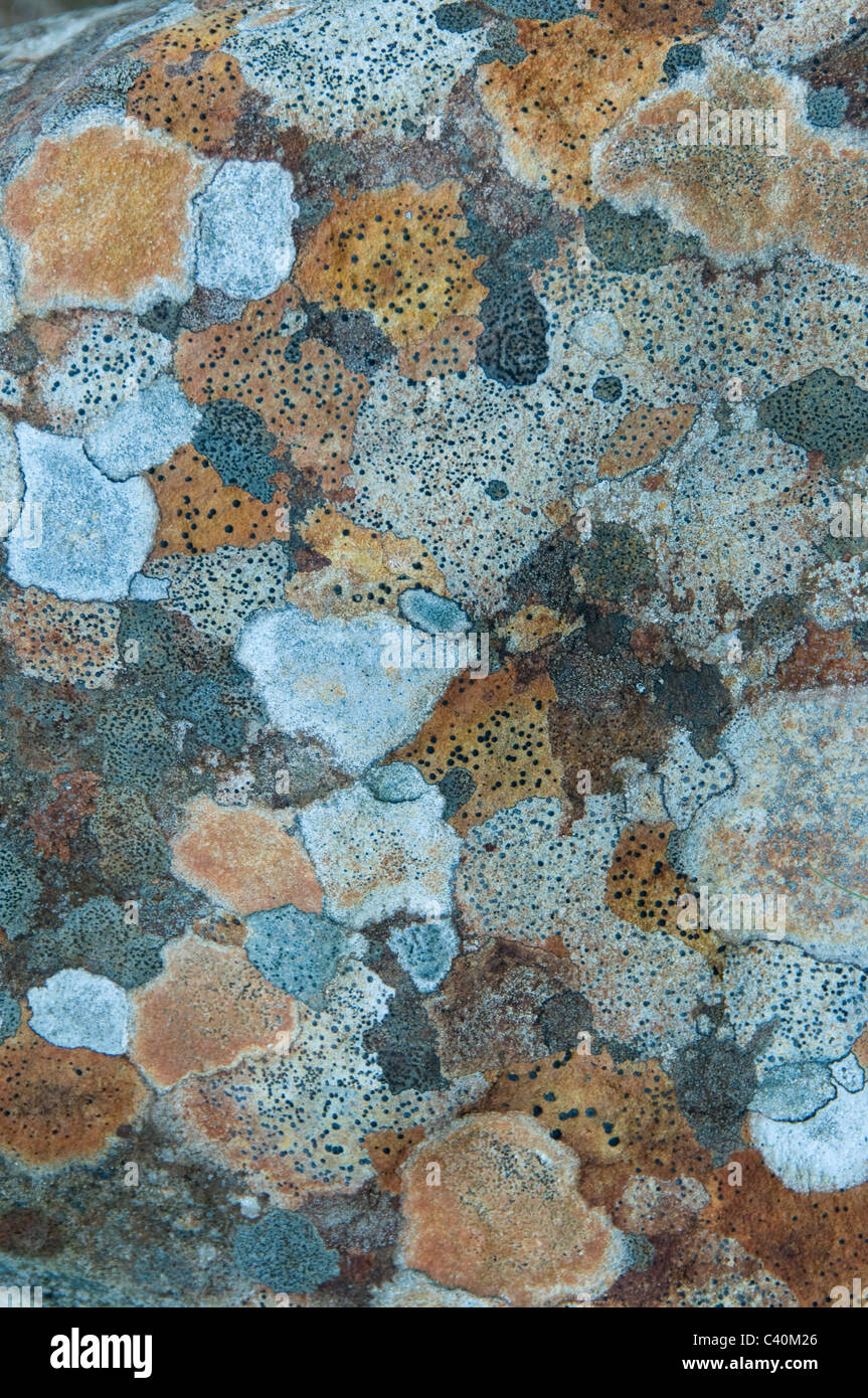 lichen lichens rock stone keilder northumberland blue moss pattern Stock Photo