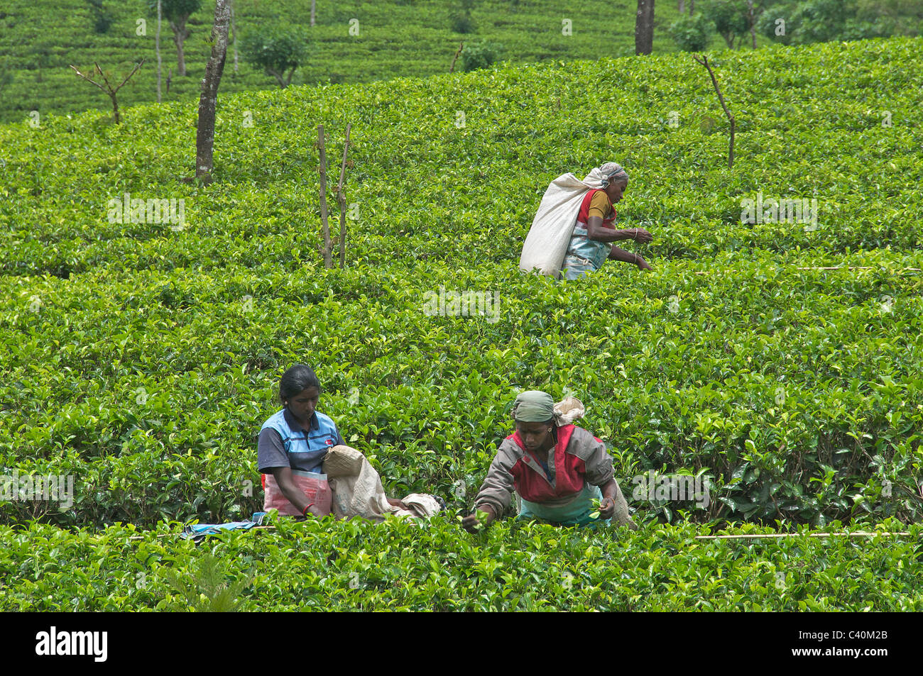 Three female tea pickers St. Clair Tea Estate Talawakele Central