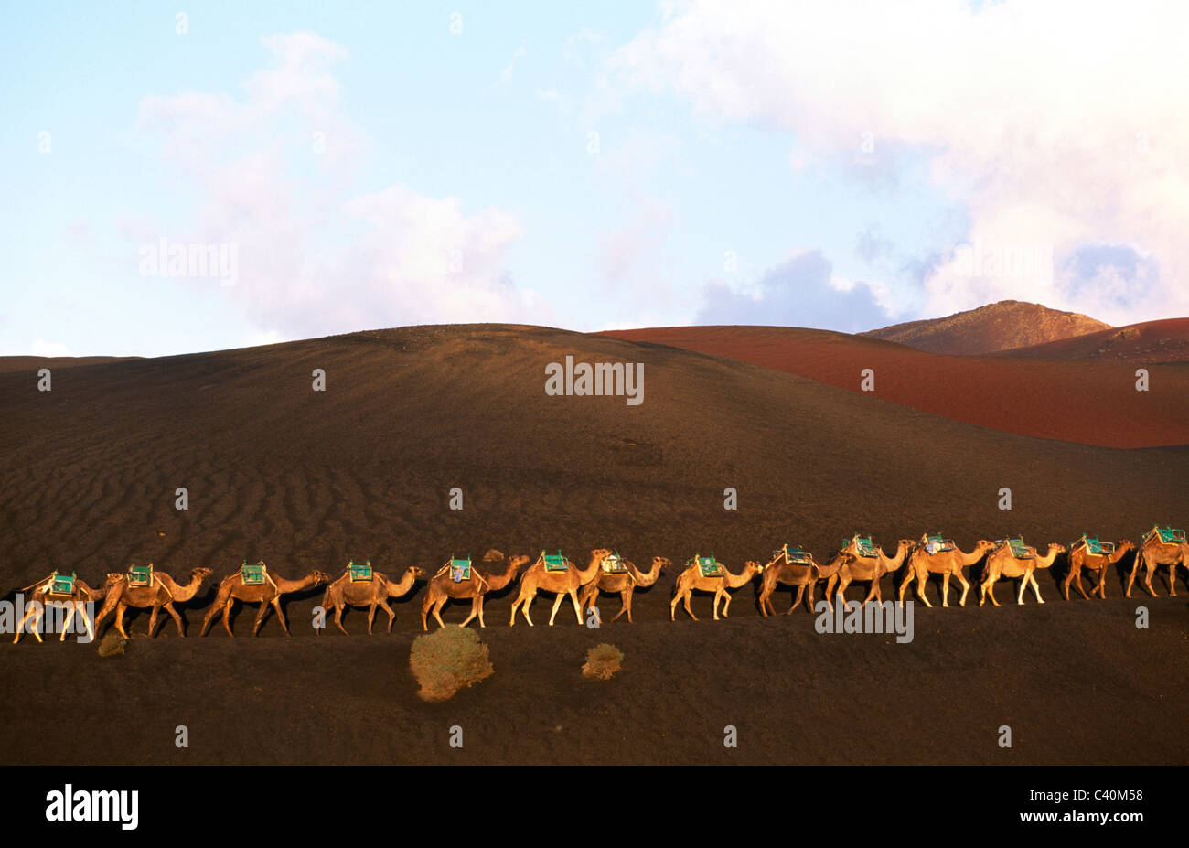 Camels, horse riding, excursions, Timanfaya, national parks, Lanzarote, Canary islands, isles, Spain Stock Photo