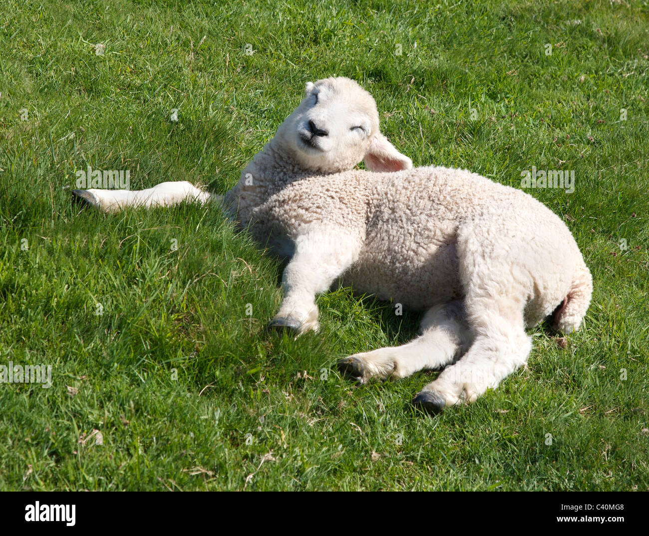 White faced lamb basking in spring sunshine Stock Photo
