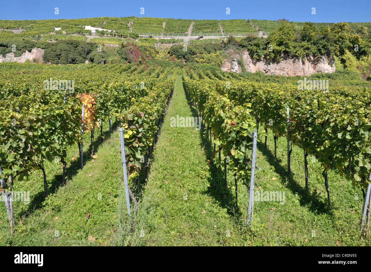Mountain slope, Germany, Esslingen, Europe, useful plants, vinifera, Vitaceae, Vitis, wine, wine cultivation, wine-growing, wine Stock Photo