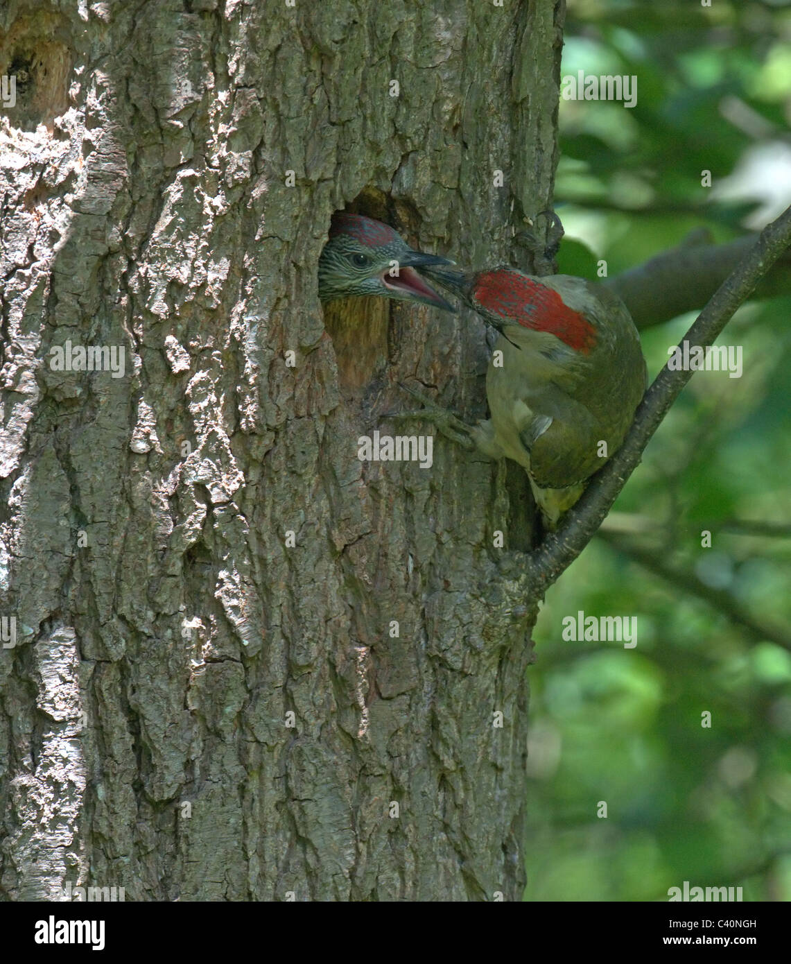 Green woodpecker chick hires stock photography and images Alamy