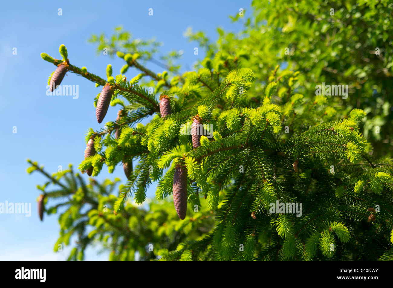 Tannenbaum hi-res stock photography and images - Alamy