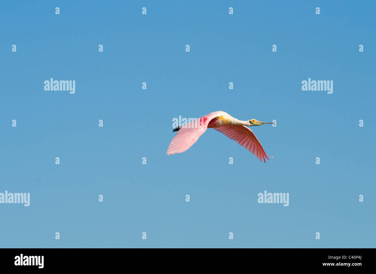 Roseate spoonbill flying against a cloudless blue sky Stock Photo - Alamy