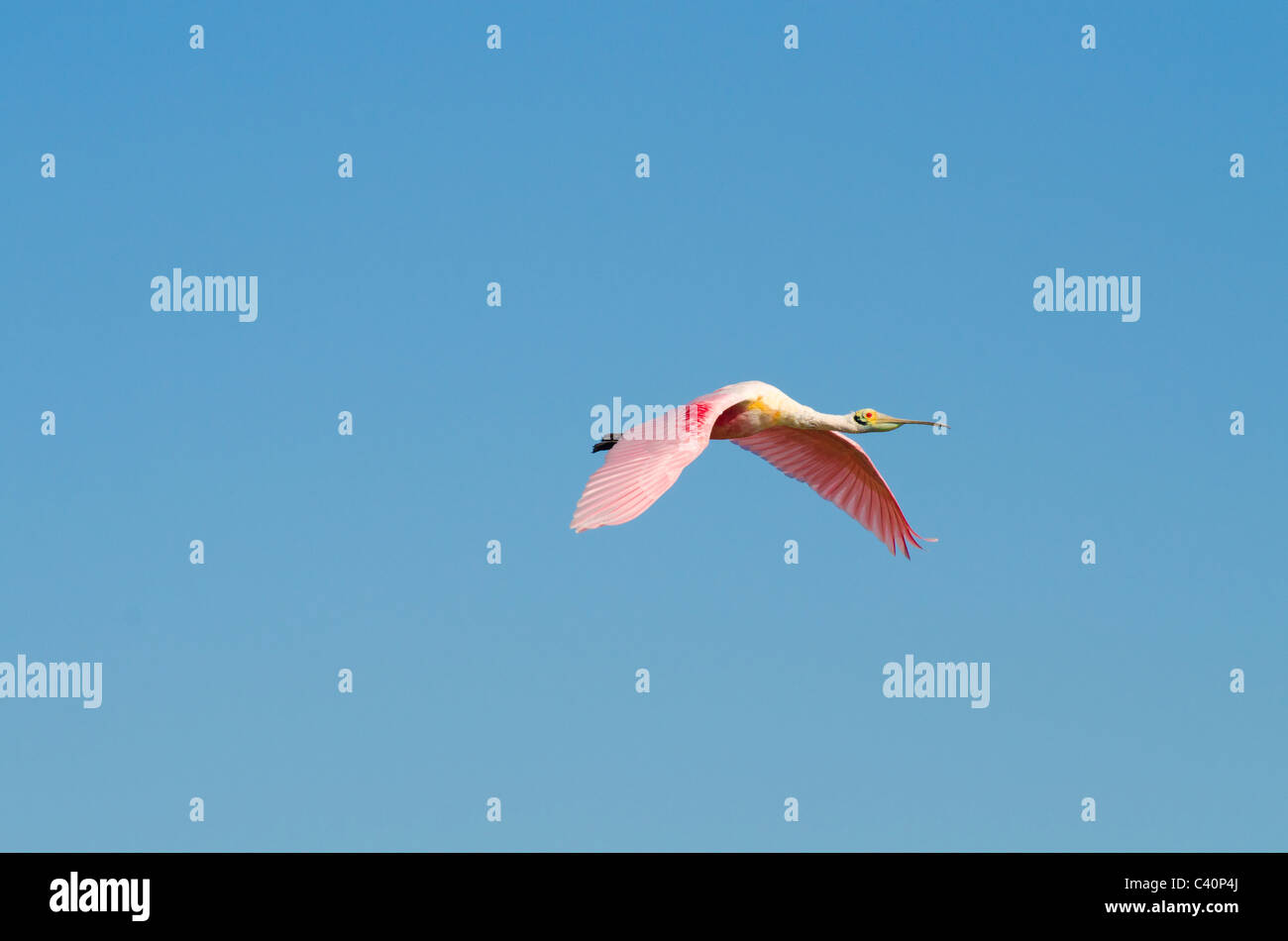 Roseate spoonbill on the wing against a cloudless blue sky Stock Photo
