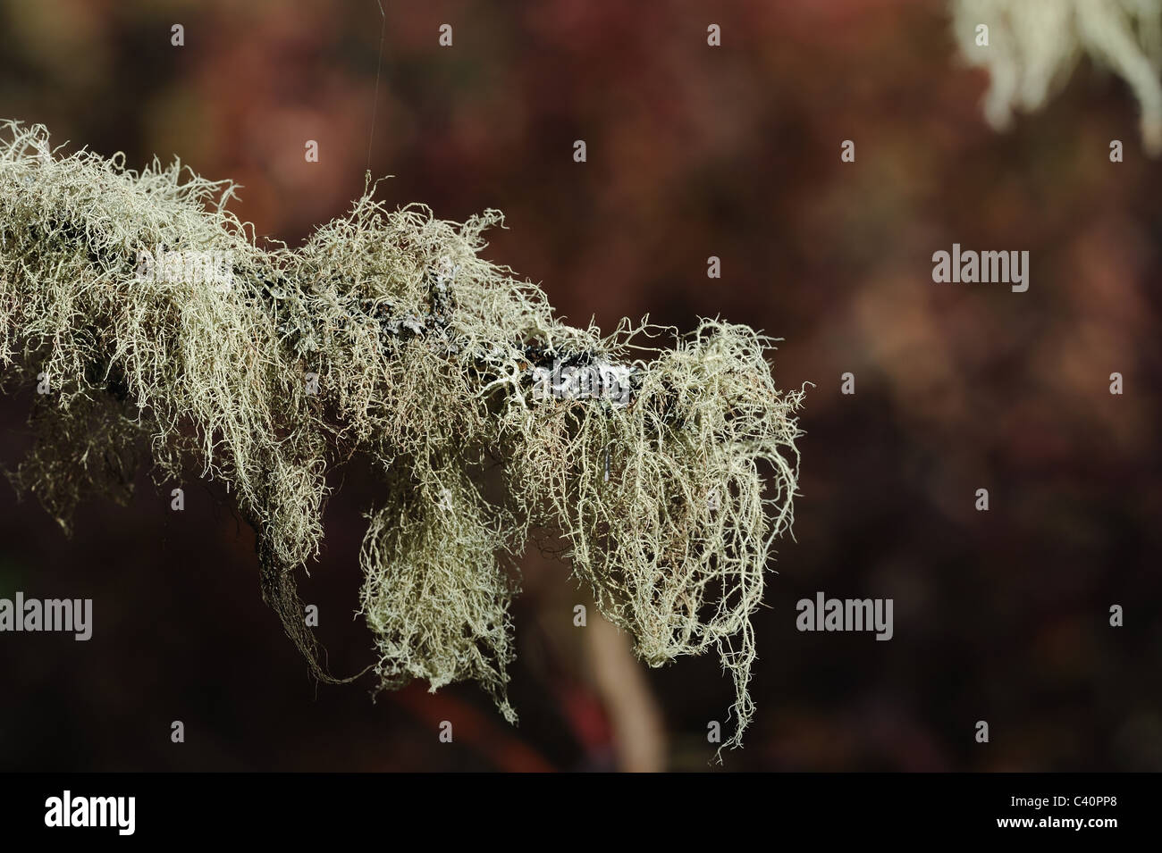 Horsehair lichen hires stock photography and images Alamy
