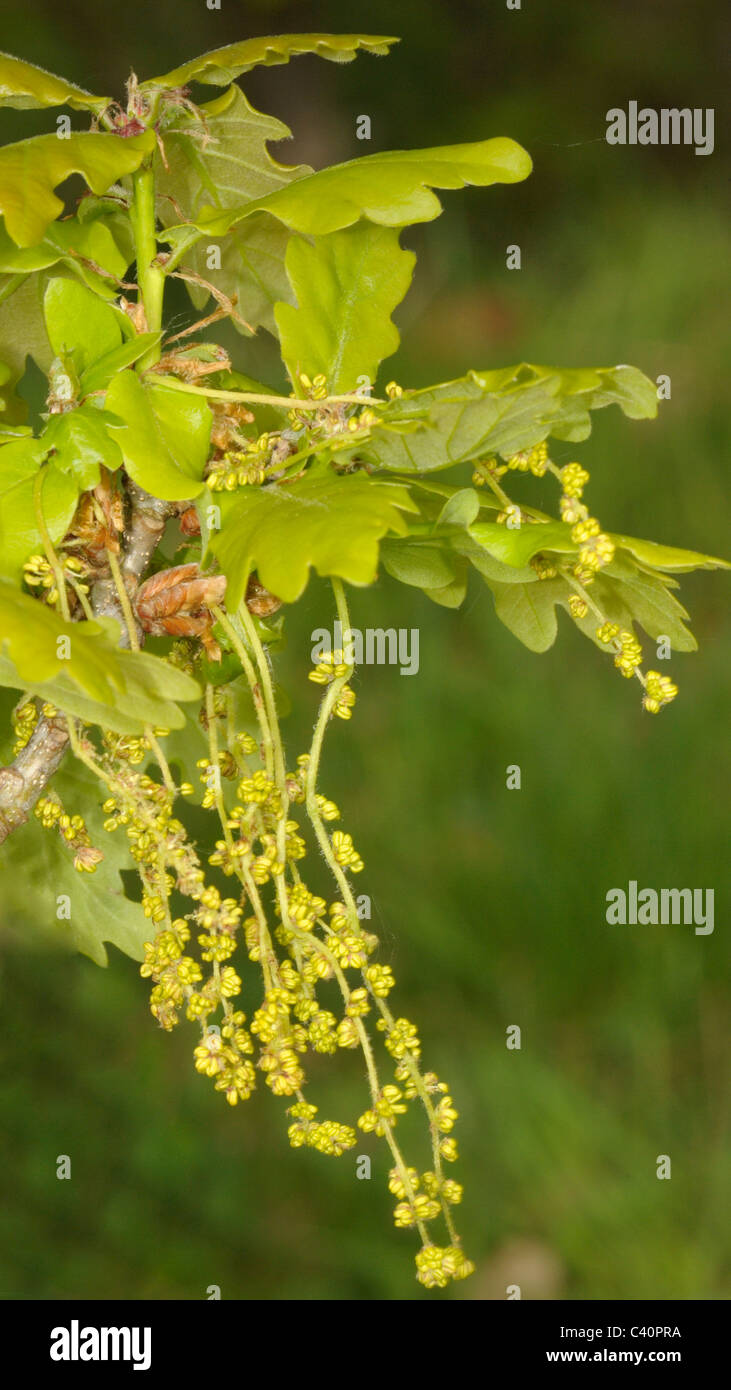 Pedunculate Oak, quercus robur Stock Photo