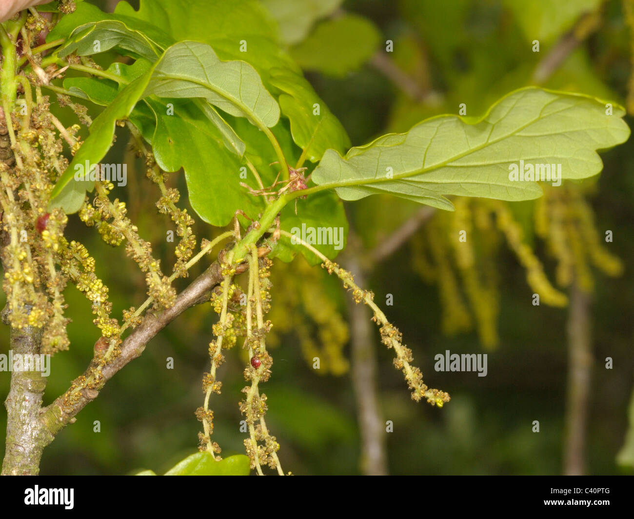 Sessile Oak flowers, quercus petraea Stock Photo