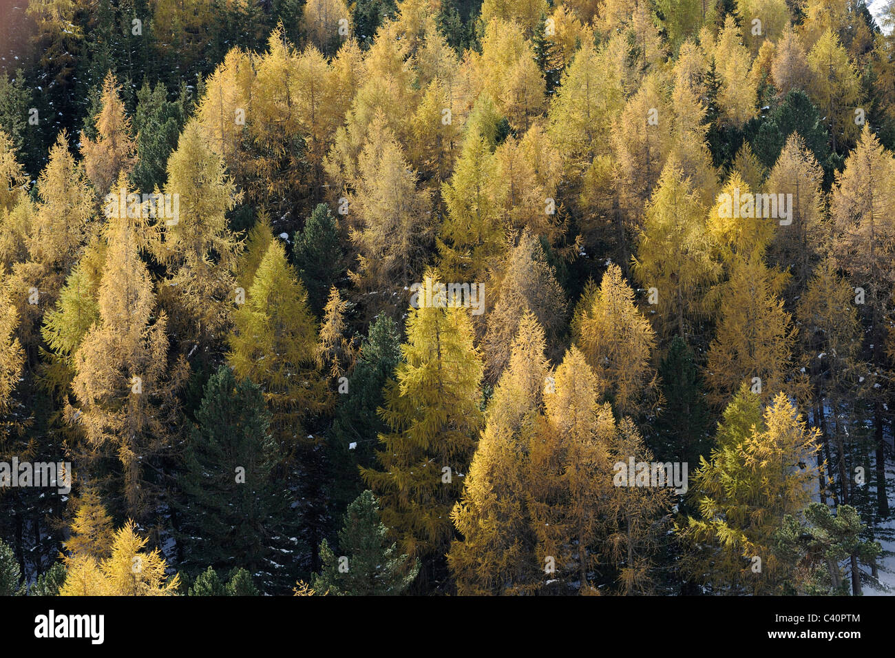 Larches, Larix decidua, Pinaceae family, forest, fall, fall colours, Avers, Graubunden, Grisons, Switzerland Stock Photo