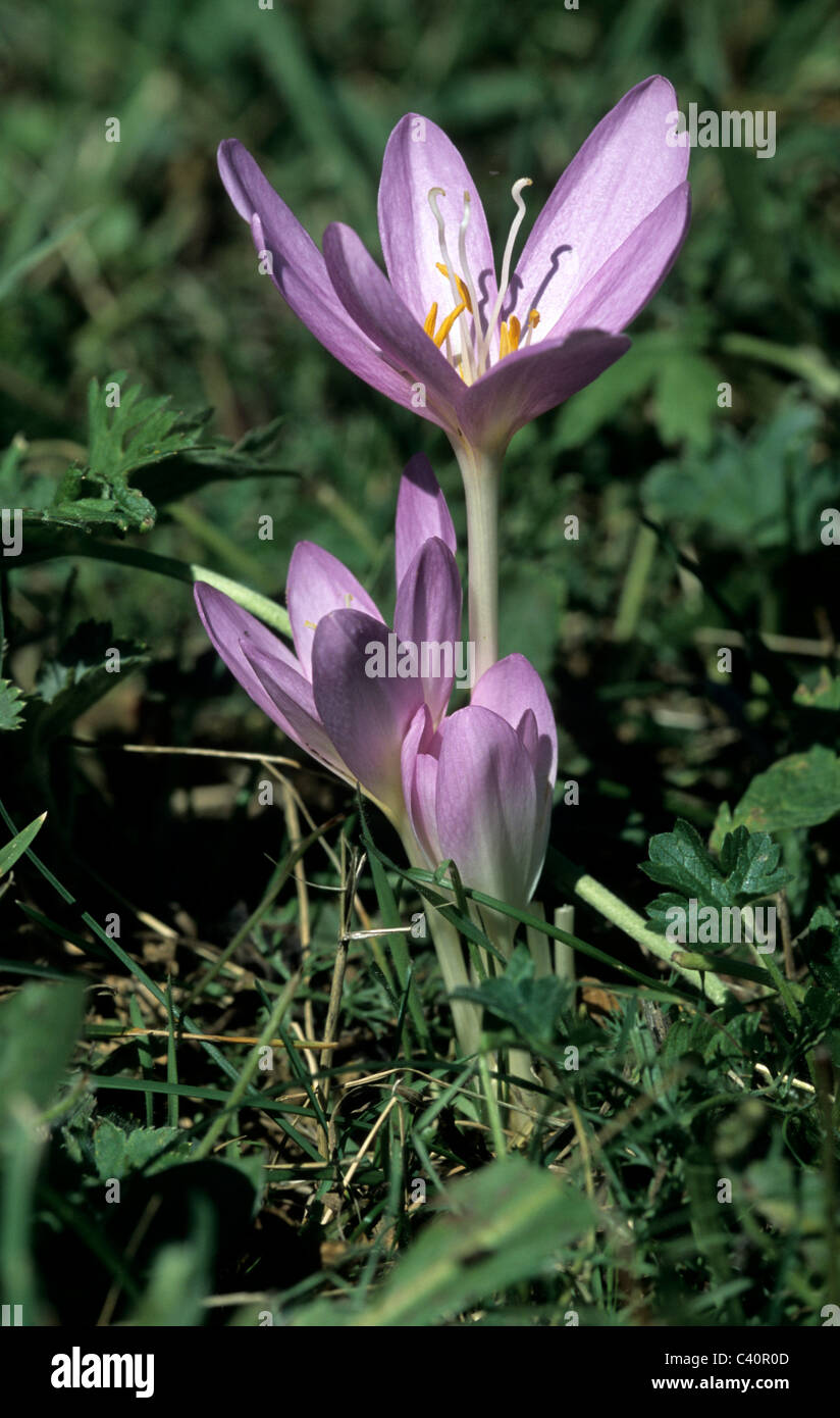 Autumn crocus, Colchicum autumnalis, Liliaceae, flowering, flowers ...