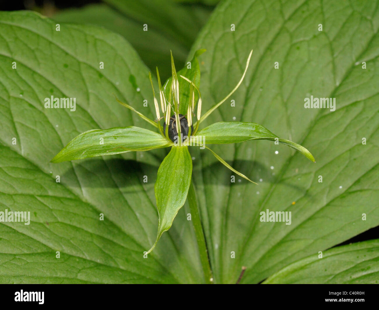 Herb-paris, paris quadrifolia Stock Photo