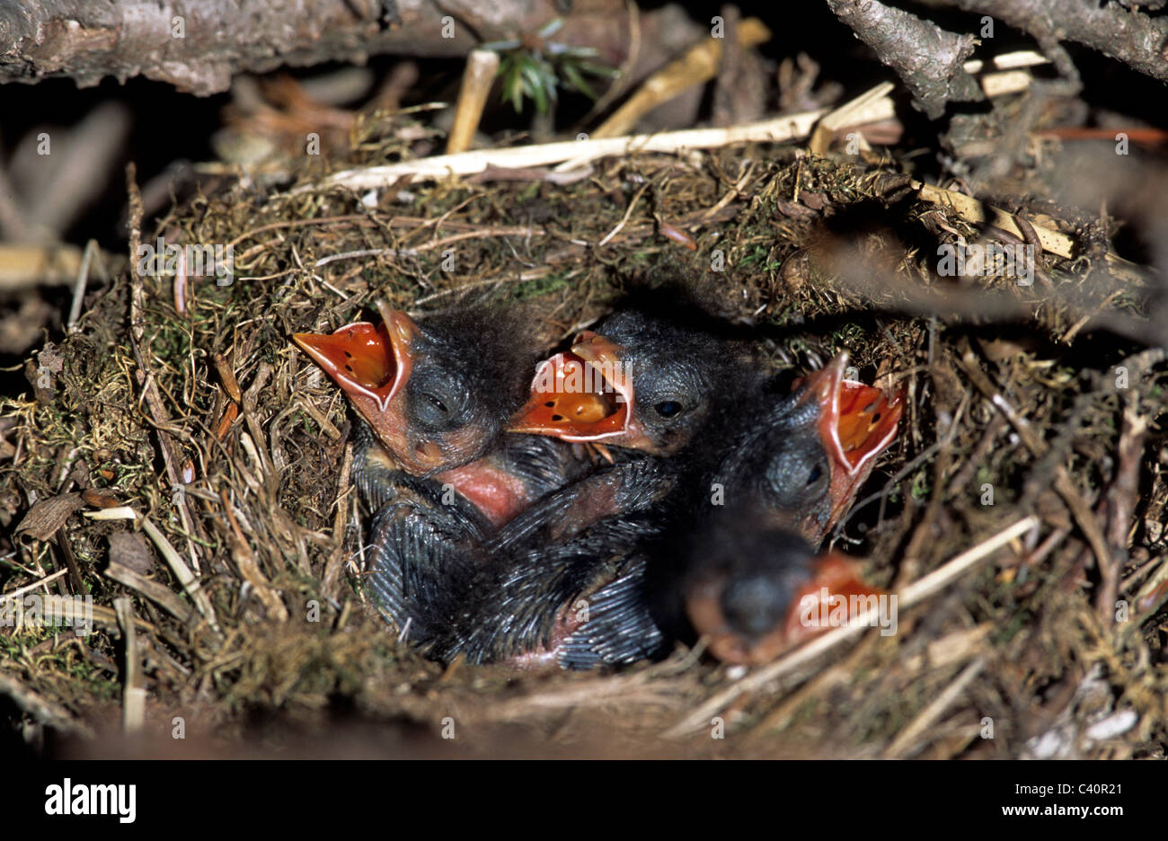 Dunnock Nest Hi res Stock Photography And Images Alamy dunnock-nest-hi-res-stock-photography-and-images-alamy