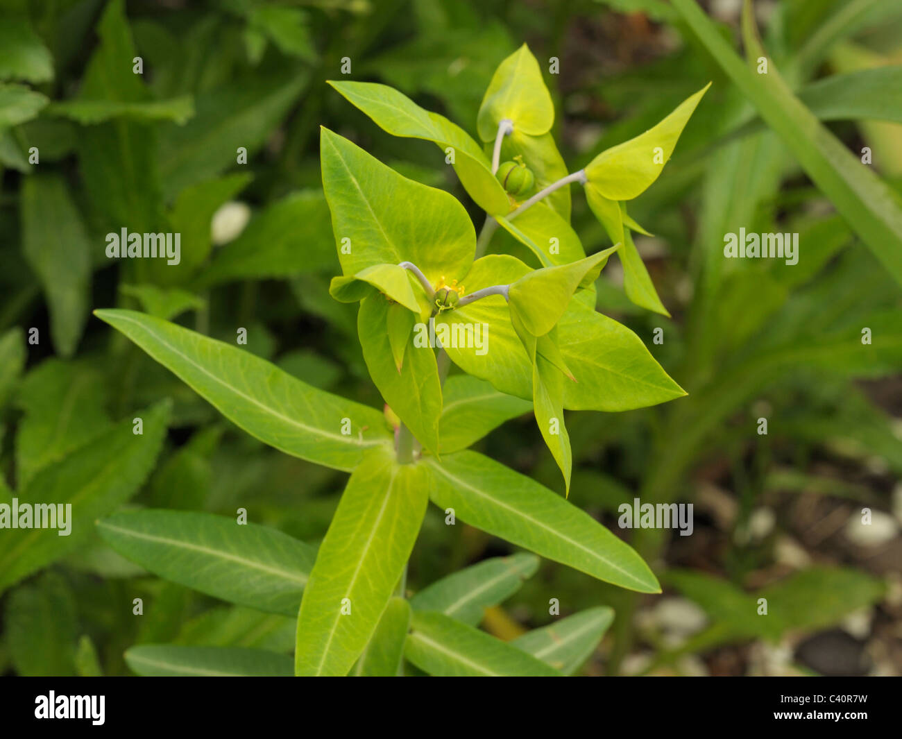 Caper Spurge, Euphorbia lathyris Stock Photo