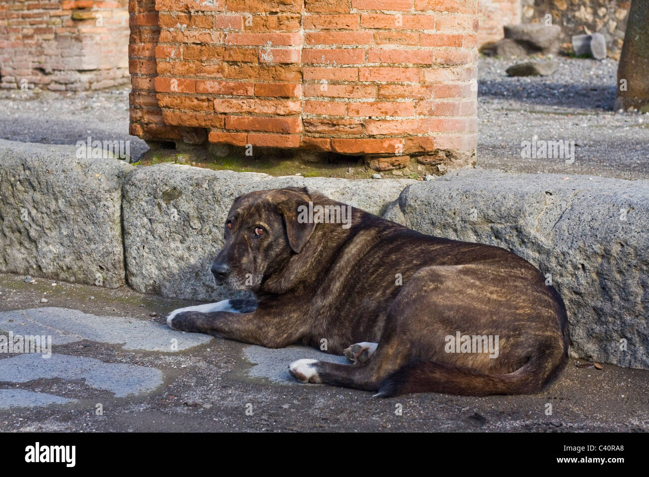 dog among pompeii ruins Stock Photo