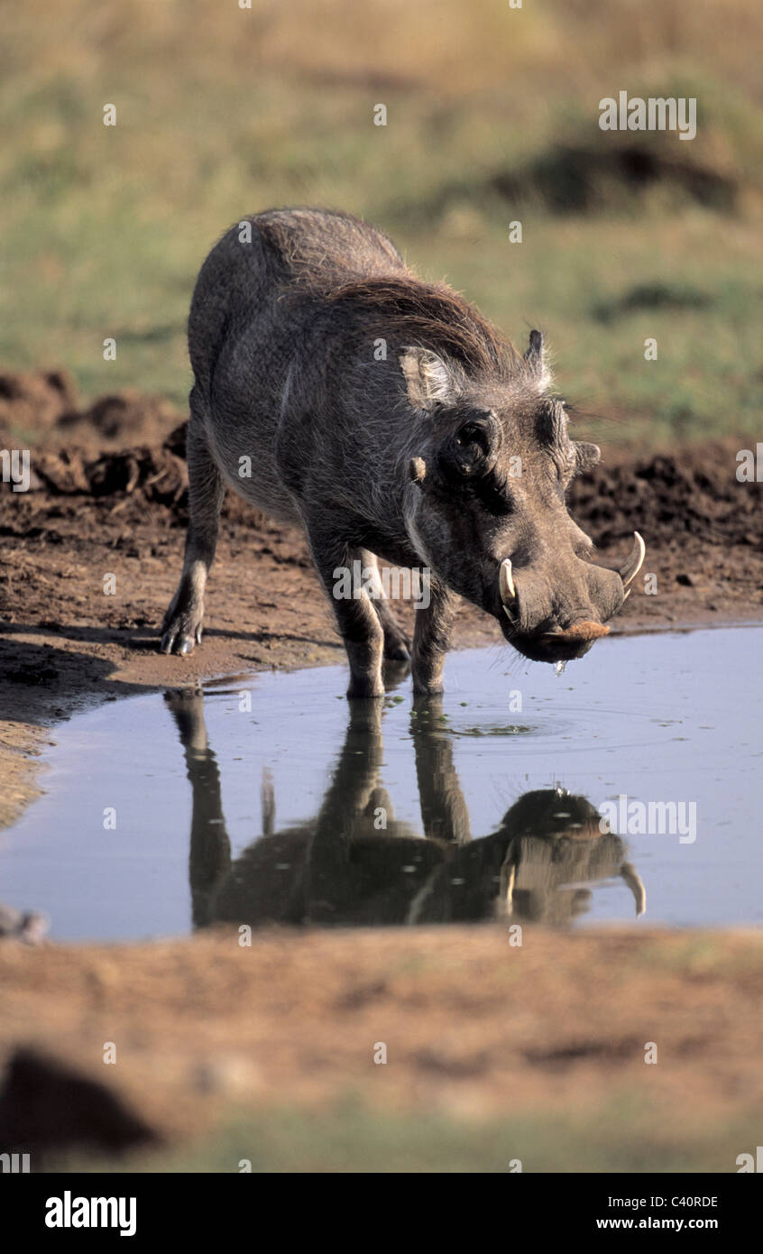 Warthog, Phacochoerus aethiopicus, Suidae, waterhole, Addo Elephant National Park, South Africa, pig, animal Stock Photo
