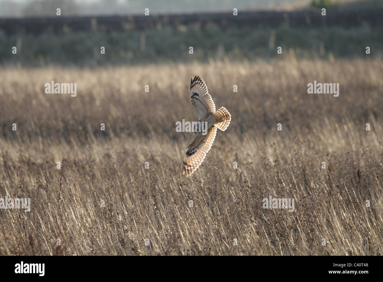 short eared owl in flight Stock Photo - Alamy
