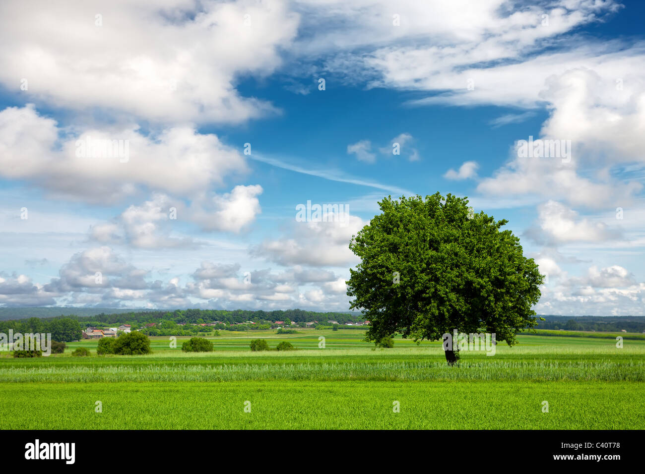 Tree on green field and cloudy sky Stock Photo - Alamy