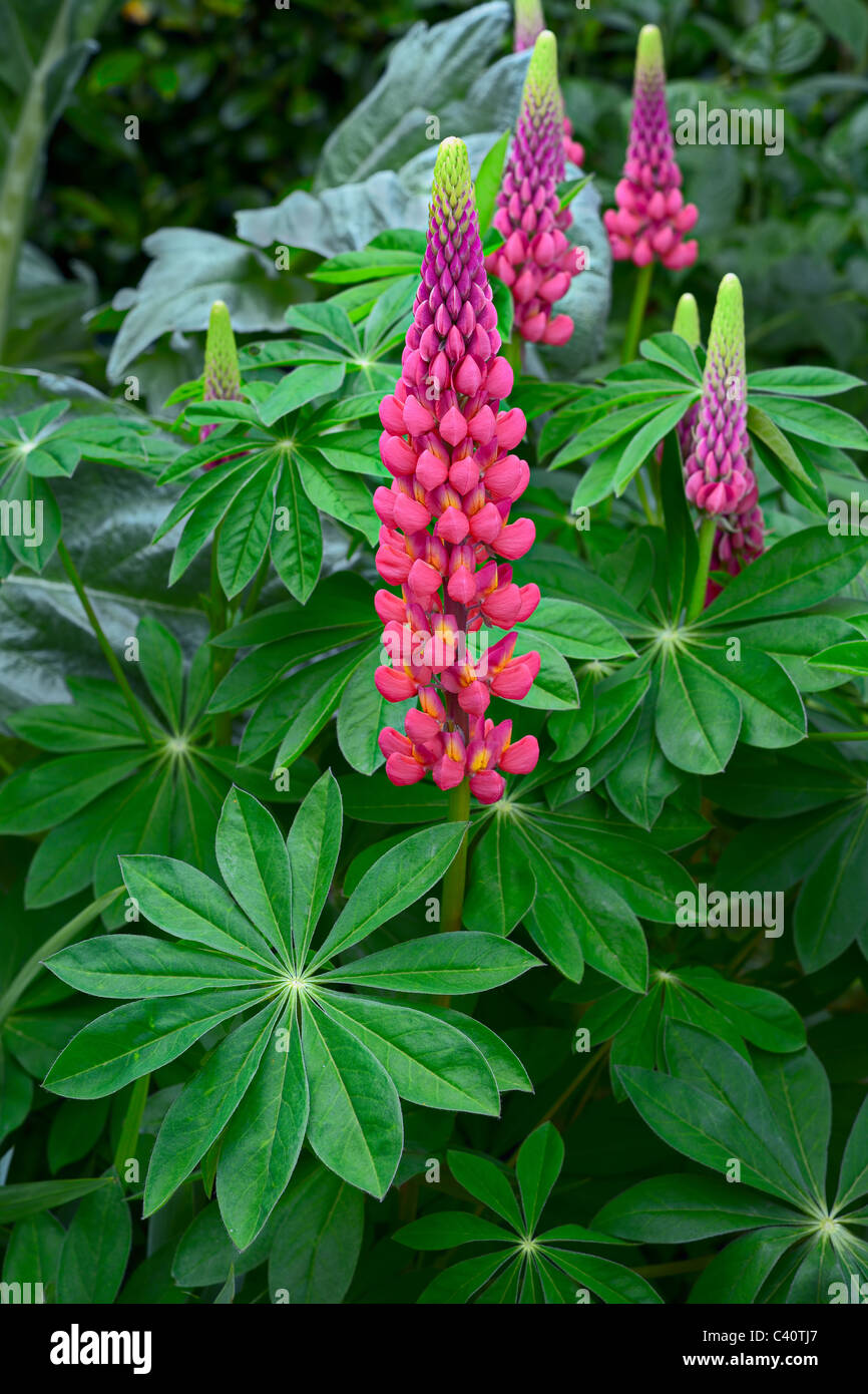 Pink Garden Lupin, blooming in an English garden Stock Photo