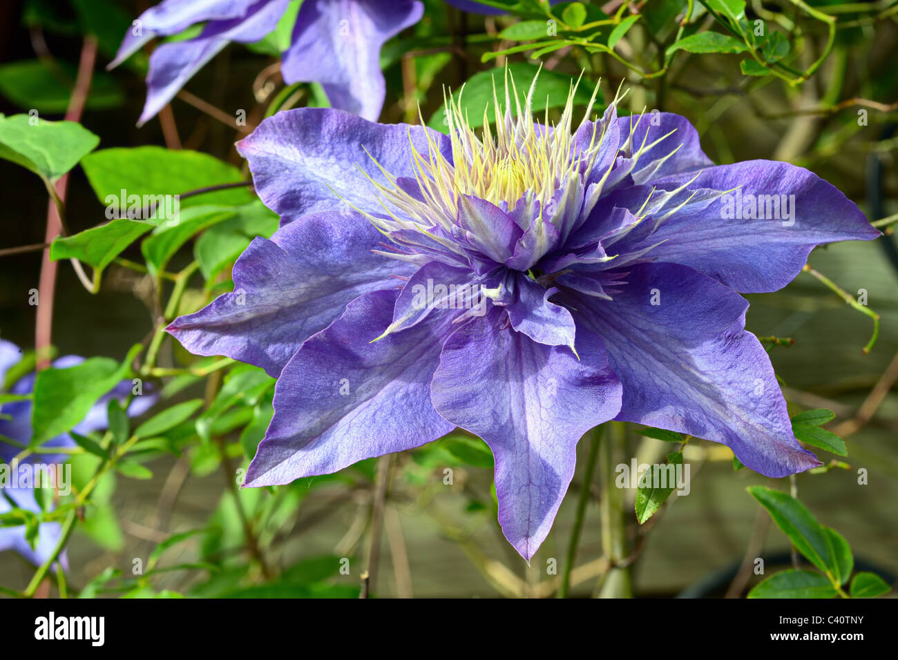 Close up of Clematis 'Cezanne' in an English garden Stock Photo