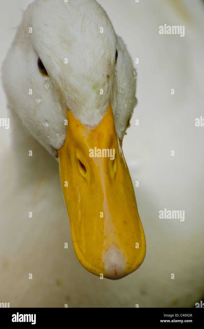 Wet duck feathers hires stock photography and images Alamy