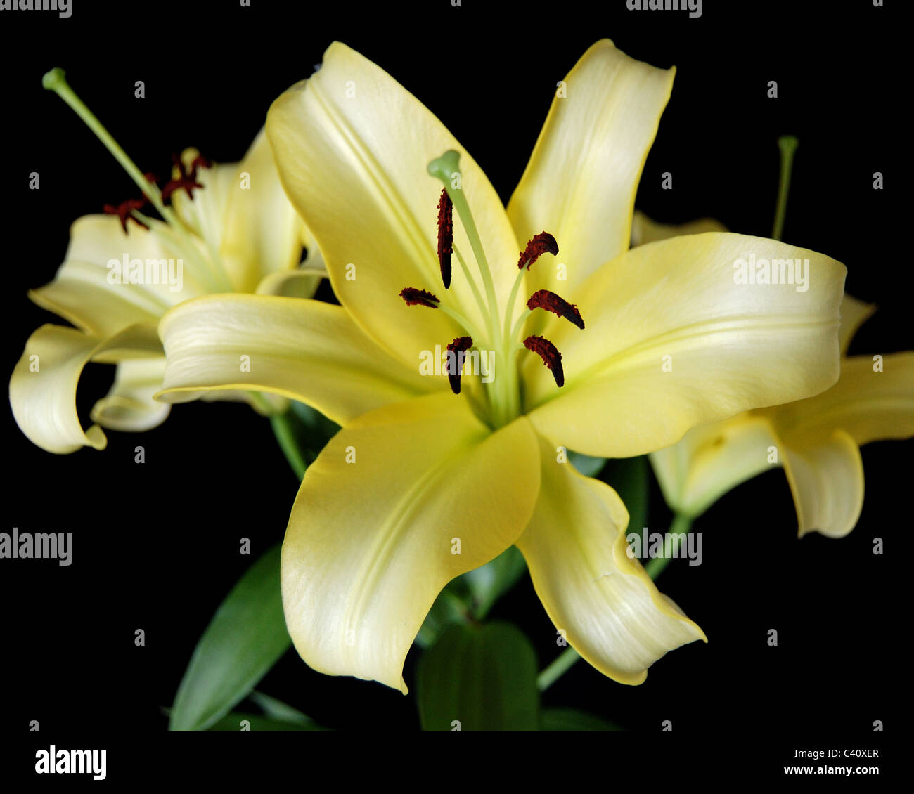 This is an Yellow Asian Lily.It is one of the many beautiful Asian Hybrid Lilies grown in Florida. Stock Photo